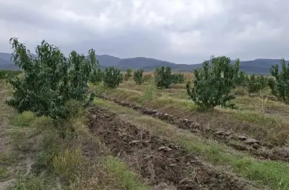 მიწის ნაკვეთი ატმის პლანტაციით