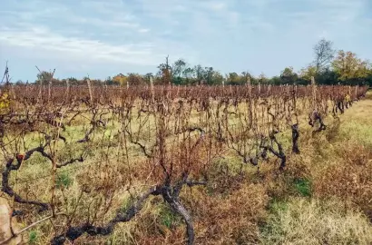 ვენახი წინანდალში