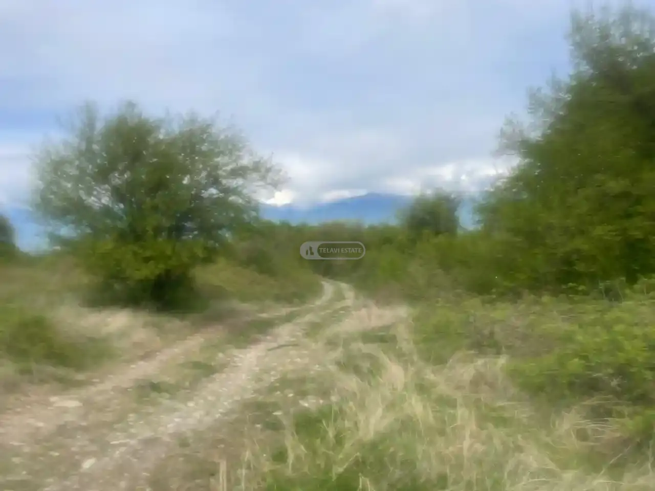 მიწის ნაკვეთი შალაურში